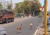 चंद्रपूर मध्ये कडक उन्हाचा फटका; पाण्यासाठी हरणे थेट महामार्गावर